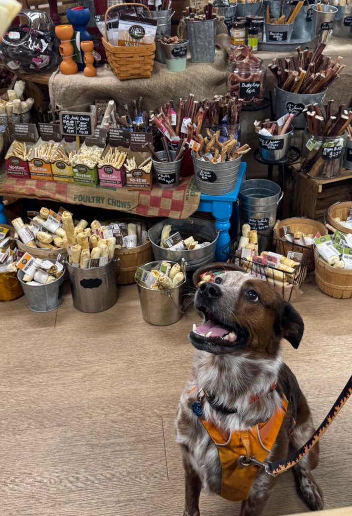 Dog inside Bone Appetit Washington natural pet food store