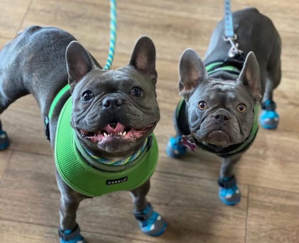 Two dogs inside Bone Appetit Santa Clara Ivins location