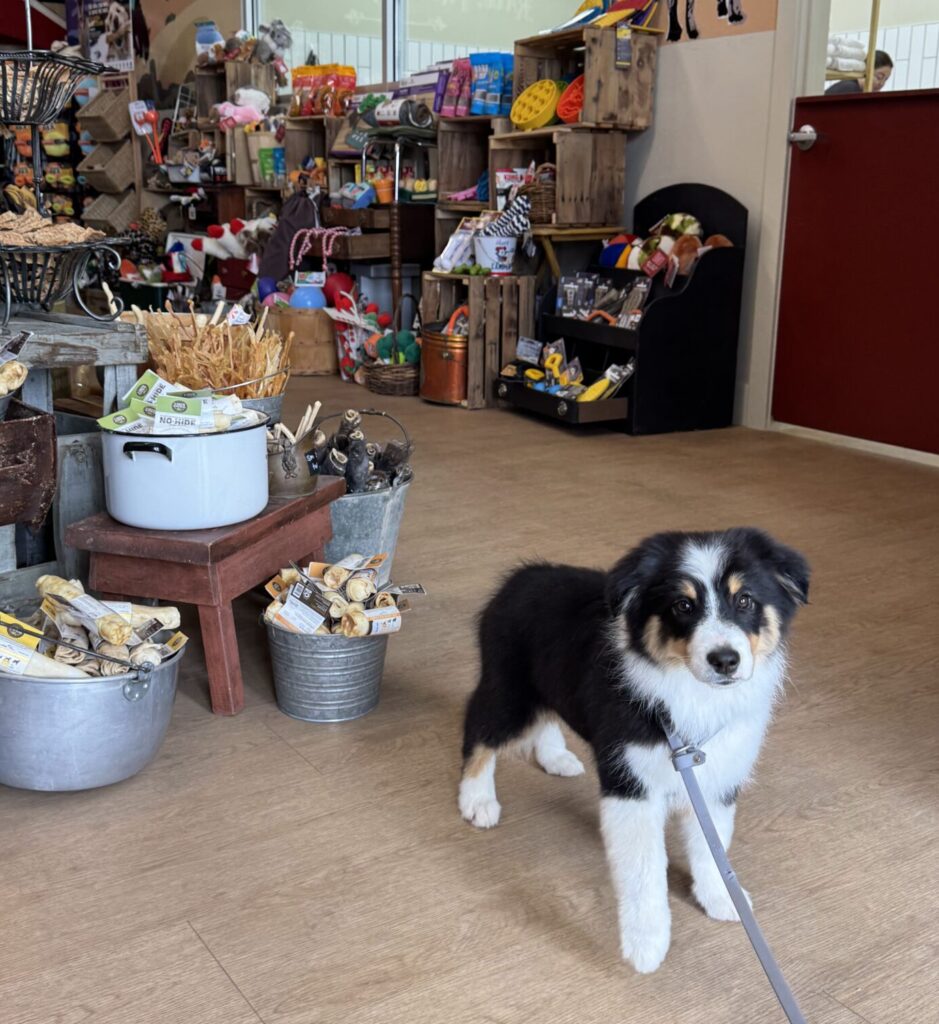 Dog inside Bone Appetit La Verkin Hurricane natural pet pantry