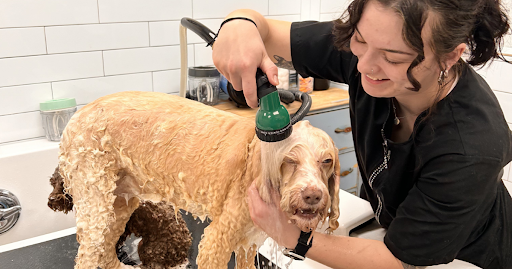 How Often Should Your Dog Be Groomed? A Practical Guide for Washington Pet Owners