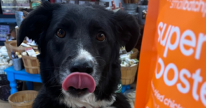 Dog Visit to Bone Appetit Natural Pet Pantry self dog wash in Southern Utah
