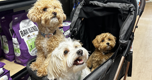 What Should I Bring to a Self Dog Wash? A No-Mess Checklist for Southern Utah Dog Owners
